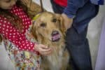 A child pets a dog during Doug's Day.