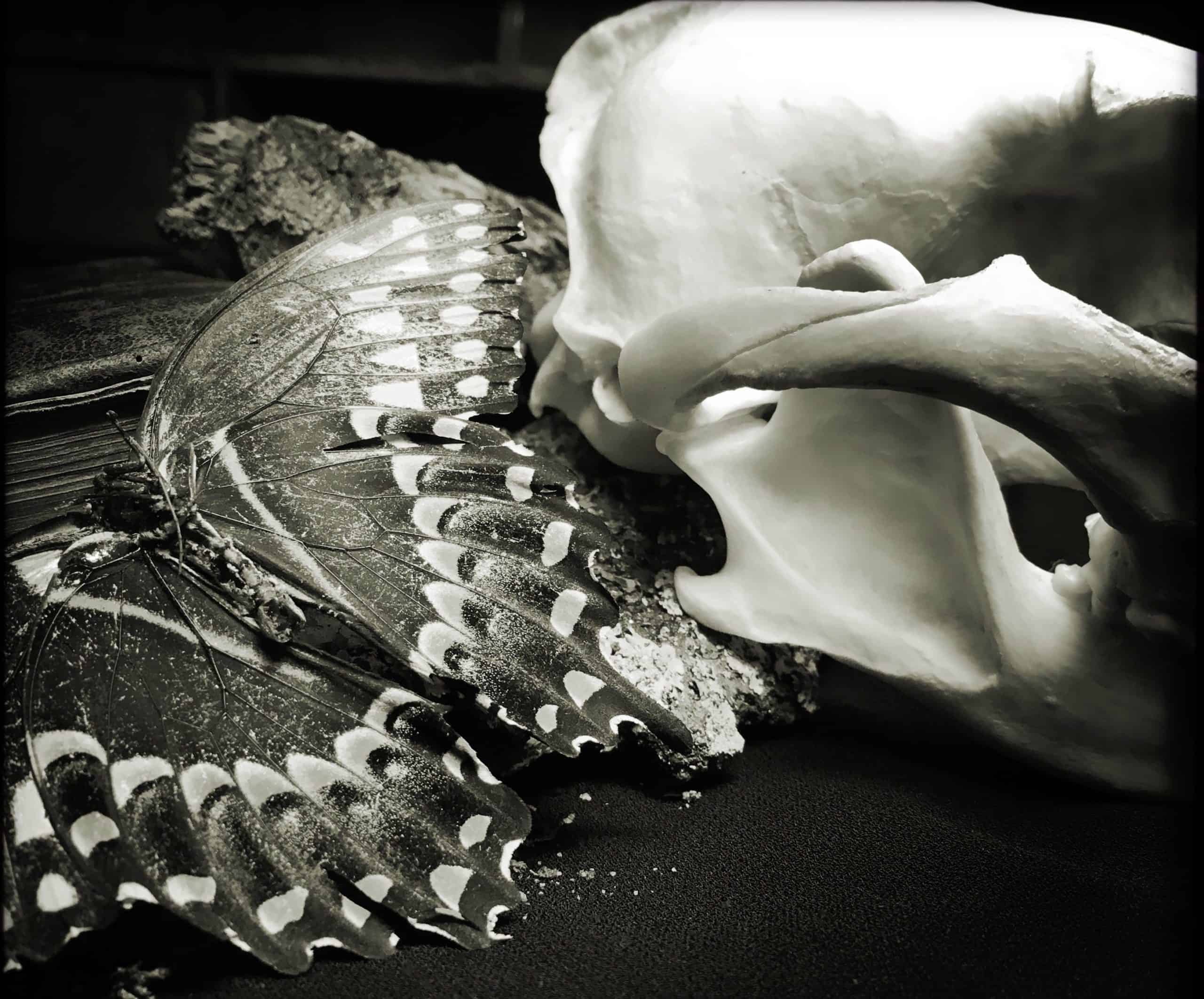 A photograph of a large butterfly next to bones.