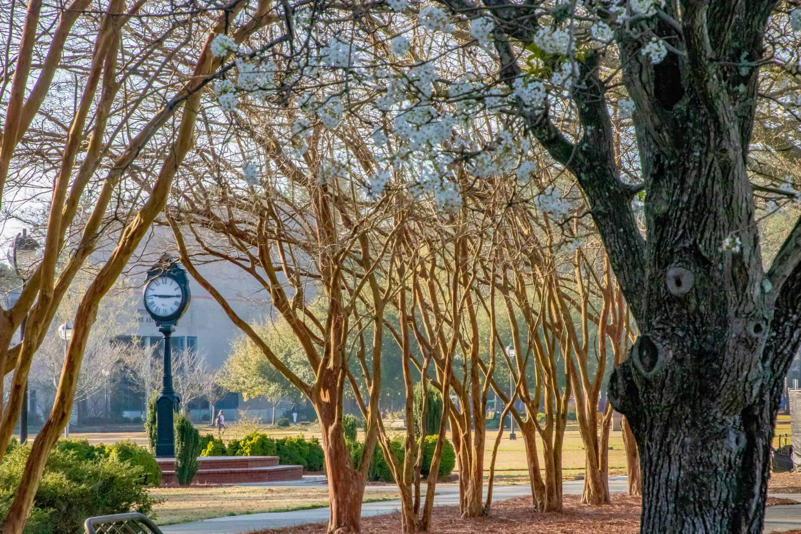 Trees at FMU