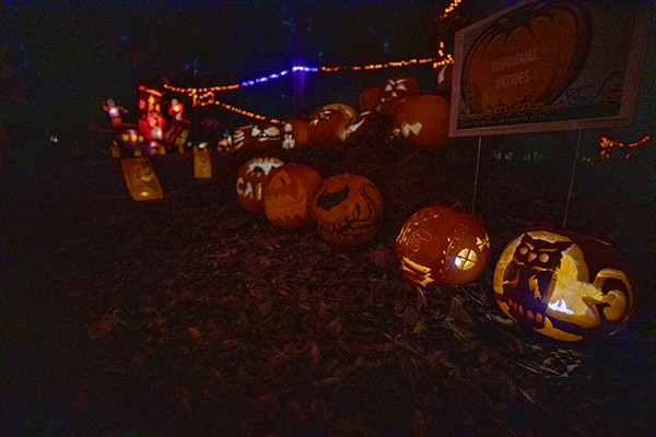 FM A'Glow pumpkins glow in the dark
